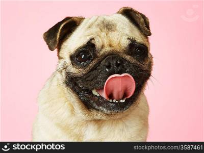 Pug on pink background close-up