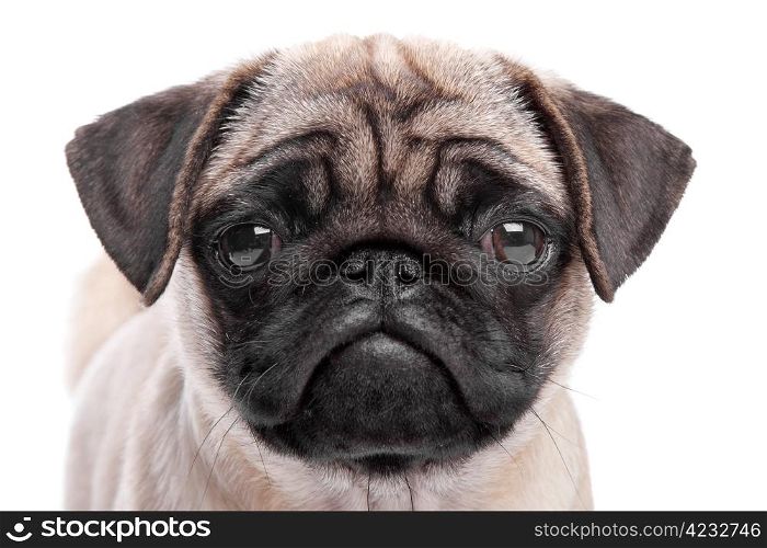 pug puppy. pug puppy in front of a white background