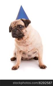 Pug puppy wearing a festive hat, isolated over a white background