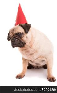 Pug puppy wearing a festive hat, isolated over a white background