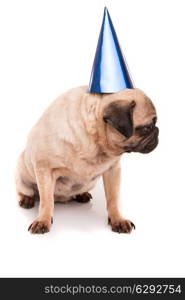 Pug puppy wearing a festive hat, isolated over a white background