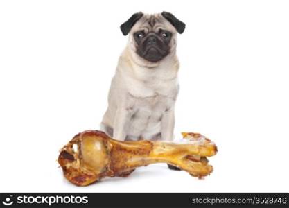 Pug with a huge bone. Pug with a huge bone in front of a white background