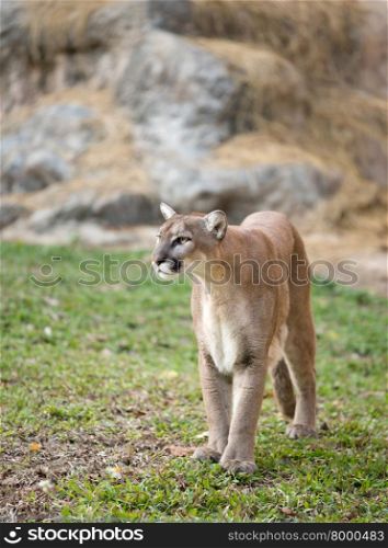 puma or cougar in zoo