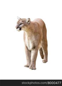 puma or cougar isolated on white background