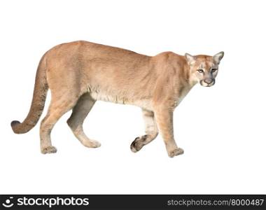puma or cougar isolated on white background