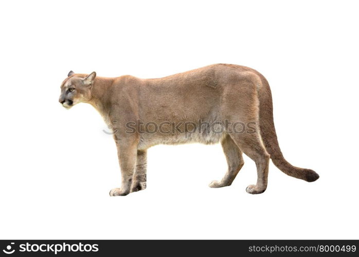 puma or cougar isolated on white background