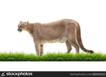 puma or cougar with green grass isolated on white background
