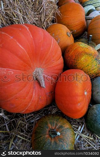 pumkins different sizes, colors, bedded on straw