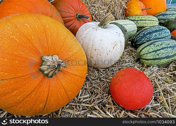 pumkins gourds in yellow, striped green, orange and white bedded on straw