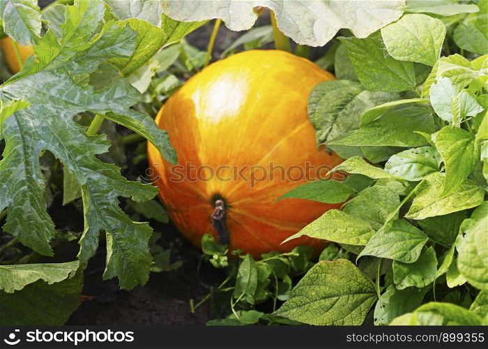 Pumpkin. A large orange pumpkin ripens on a bed of green leaves.