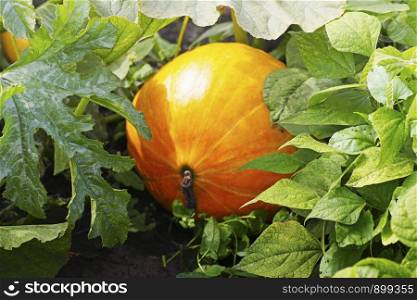 Pumpkin. A large orange pumpkin ripens on a bed of green leaves.