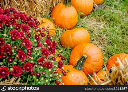 pumpkin and harvest decorations for the holidays
