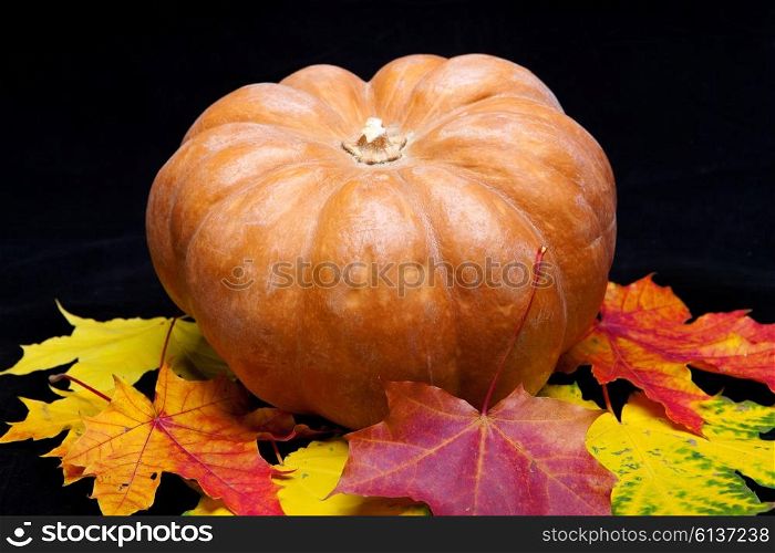 pumpkin and maple leaves on dark background