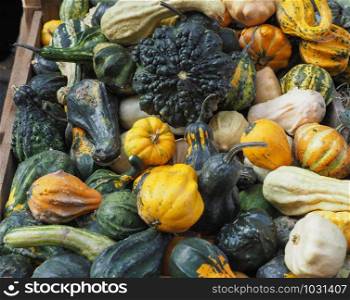 pumpkin (Cucurbita pepo) vegetables vegetarian and vegan food. pumpkin vegetables food