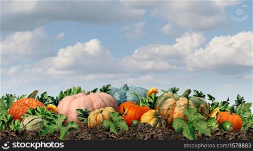 Pumpkin farm harvest and autumn squash harvested as an outdoor farmer marketwith fresh fruit as a seasonal display in the fall and a thanksgiving symbol with a sky background.
