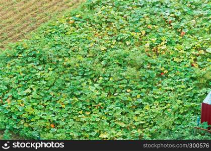 pumpkin field, agricultural land with planting. agricultural land with planting, pumpkin field