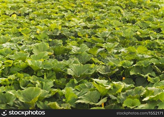 Pumpkin field covered with leaves in rural place.