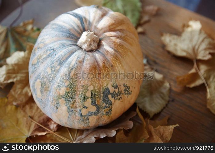 Pumpkin for Halloween with autumn leaves. Horizontal photo