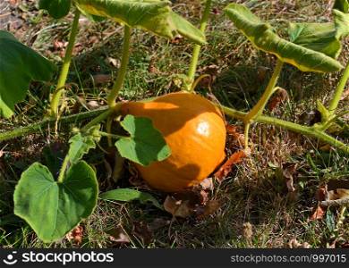 Pumpkin growing on the meadow