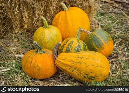 Pumpkin harvest. Organic vegetables. Bright Autumn Colors Background. Pumpkin harvest. Organic vegetables. Bright Autumn Colors