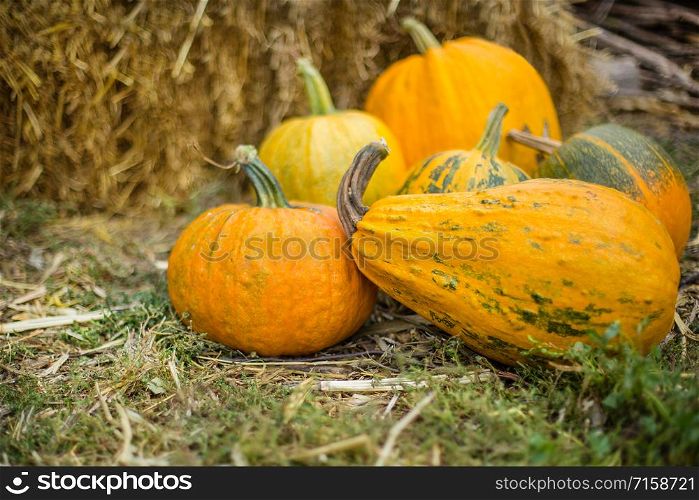 Pumpkin harvest. Organic vegetables. Bright Autumn Colors Background. Pumpkin harvest. Organic vegetables. Bright Autumn Colors