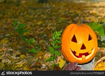 Pumpkin-head against a background of a autumn forest.