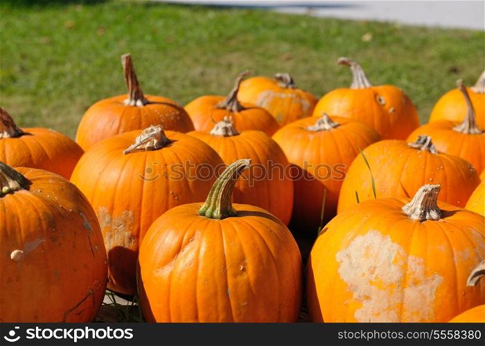 pumpkin healthy organic food background at autumn season on market ready for helloween holiday