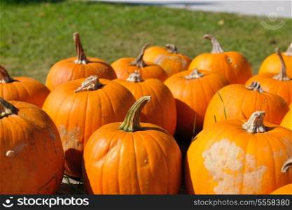 pumpkin healthy organic food background at autumn season on market ready for helloween holiday