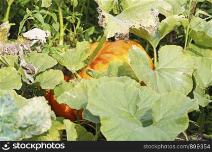 Pumpkin in the garden. Big orange pumpkin in natural conditions.