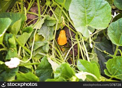 Pumpkin leaf with pumpkin flowers in the background