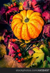 pumpkin on autumn leaves, close up, toned