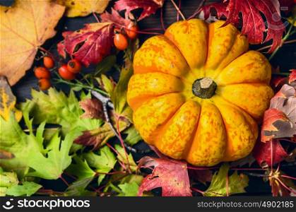pumpkin on colorful autumn leaves with rose hips , top view, close up