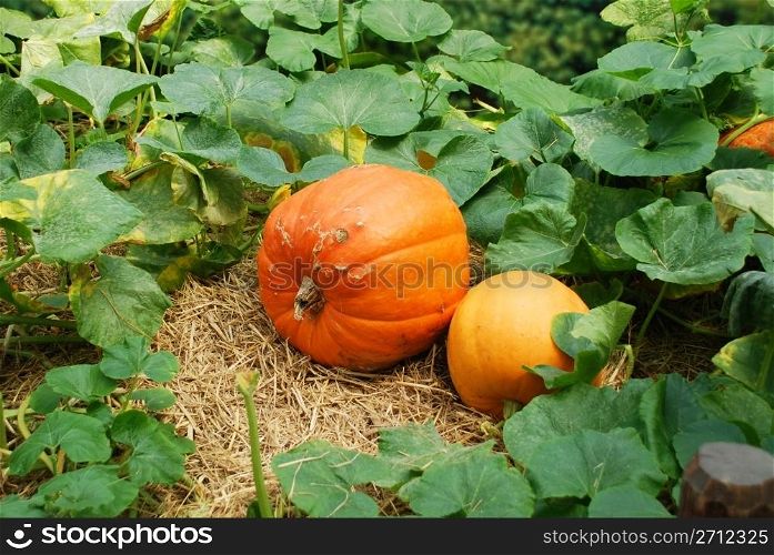 Pumpkin plants