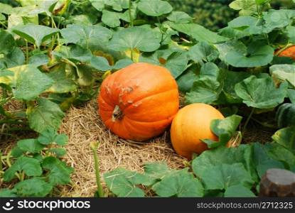 Pumpkin plants