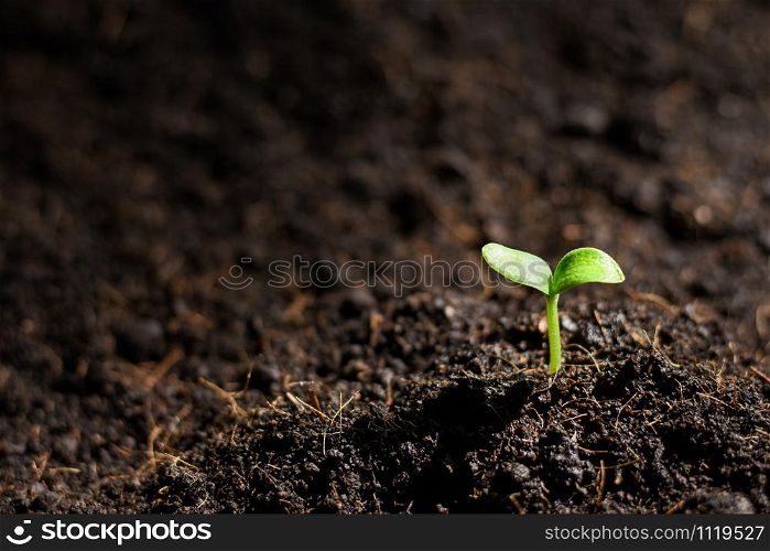 Pumpkin seedlings are growing from the soil and there is a morning shining.