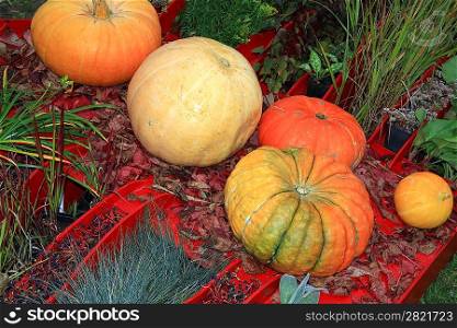 pumpkin set on rural market