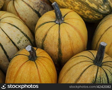 Pumpkin-Spaghetti. Pumpkin - a wonderful vegetable in autumn, which comes in many variations, here the variety Spaghetti