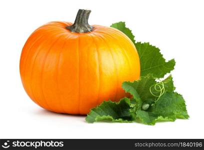 Pumpkin with green leaves isolated on white background. Pumpkin With Green Leaves Isolated On White