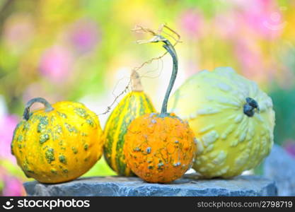 pumpkins