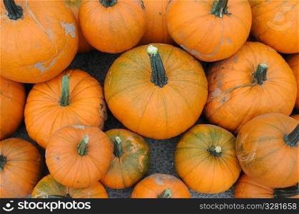 Pumpkins.