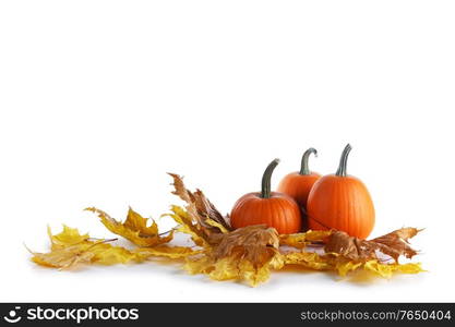 Pumpkins and fall maple leaves isolated on white background. Pumpkins and fall leaves