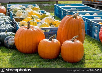 pumpkins assortment for sale on grass field