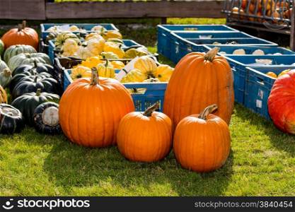 pumpkins assortment for sale on grass field