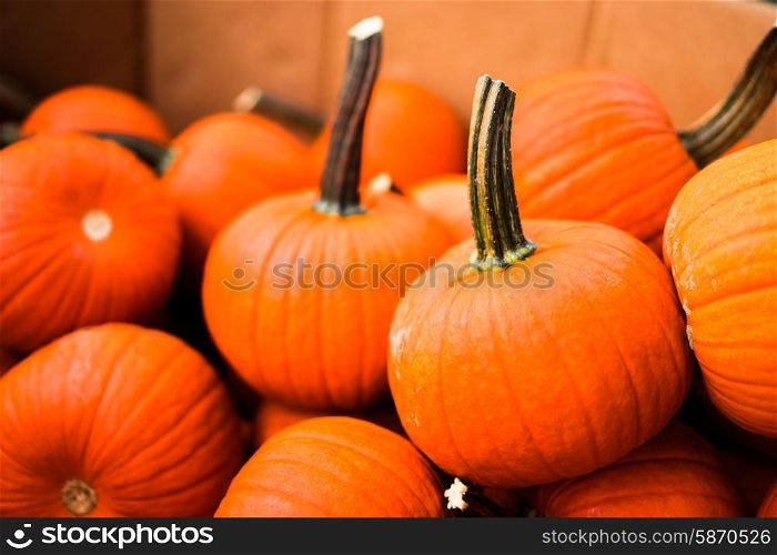 Pumpkins at the farm