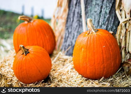 Pumpkins at the farm