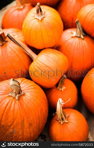 Pumpkins at the farm