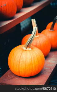 Pumpkins at the farm