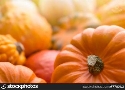 Pumpkins background. Backgrounds and textures: a lot of multicolor pumpkins, seasonal autumn decorative background