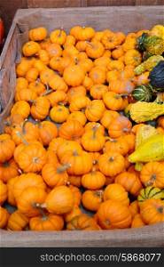 Pumpkins for sale on autumn market