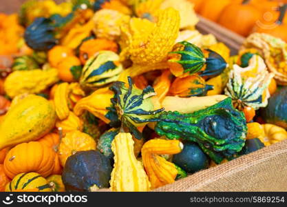 Pumpkins for sale on autumn market